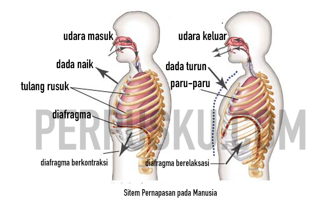 Sistem Pernapasan pada Manusia