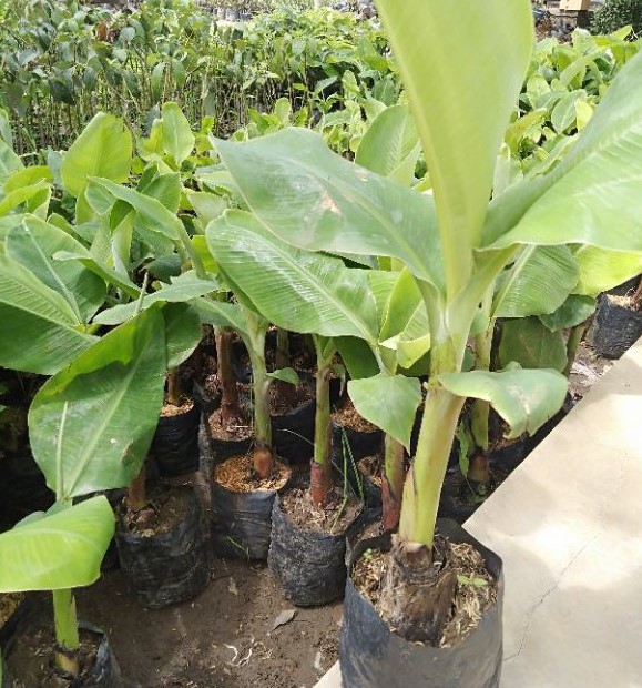 bibit pisang rojo nongko harga petani Tegal