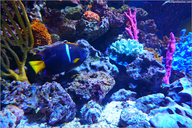 Peces del Mar de Cotez en el Acuario de Boston