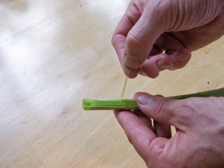 peeling knotweed