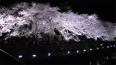 White trees black sky