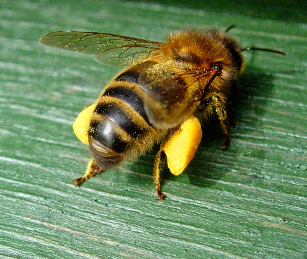 bee-pollen