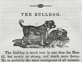 Woodcut illustration from 'The Canine Race' depicting an English bulldog.