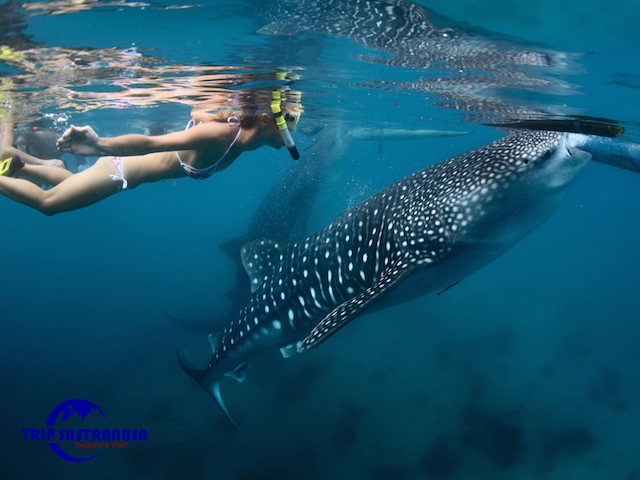 Whaleshark Pulau Derawan