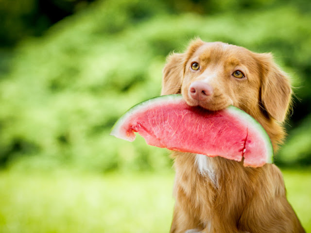 Can Dogs Eat Watermelon? Is Watermelon Safe For Dogs?