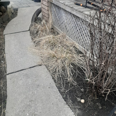 Junction Triangle Toronto Spring Garden Cleanup Before by Paul Jung--a Gardener Near Me