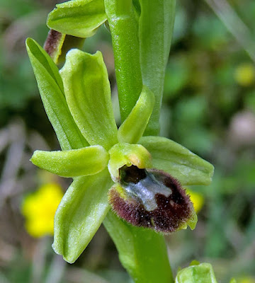 Ophrys litigieux (Ophrys virescens)