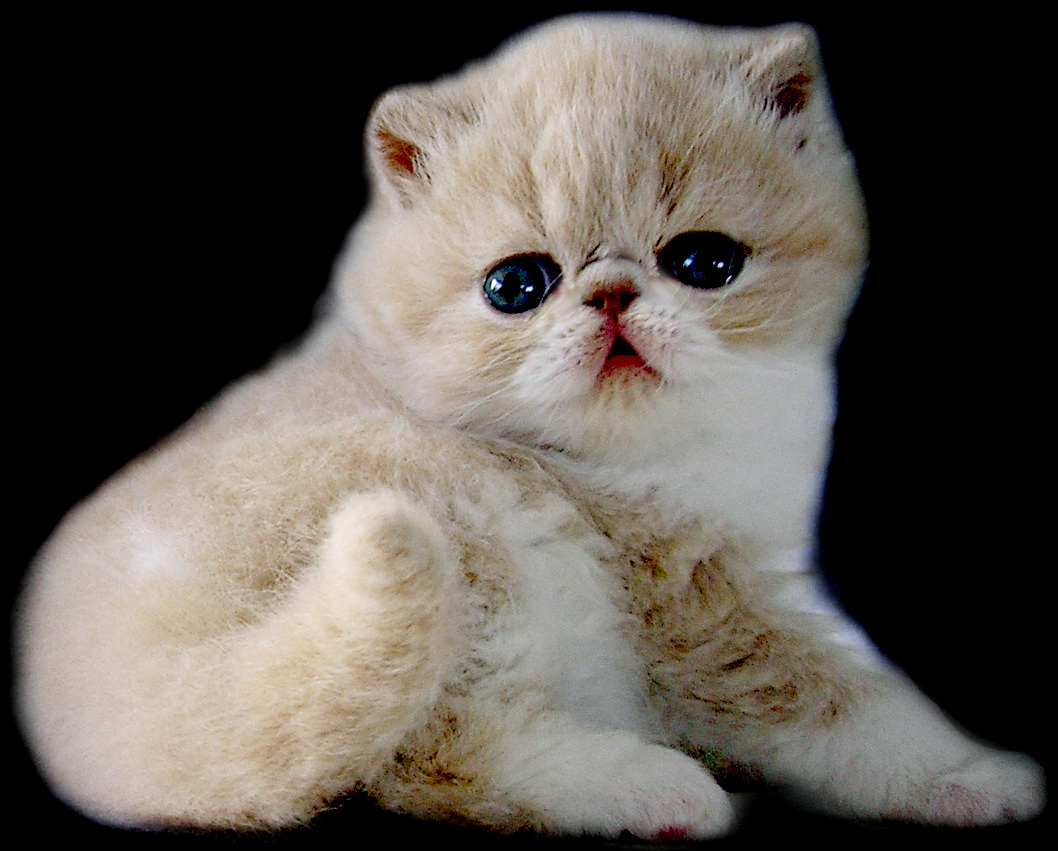 Exotic Shorthair Cats Animals Library