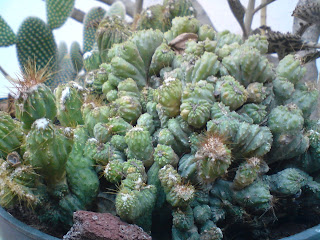 Cereus peruvianus fma. crestada, cactus