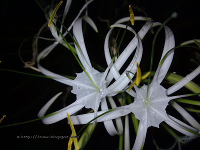 Beach spider lily, Hymenocallis littoralis