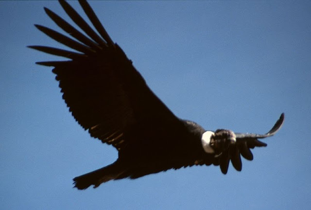 Andean condor (Vultur gryphus), burung nasional Chili.