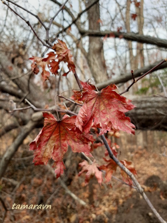 Клён ложнозибольдов (Acer pseudosieboldianum)