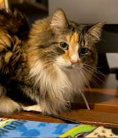 A calico cat looking directly at the camera.