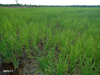 Padi Sawah di Orahili Diserang Hama WBC