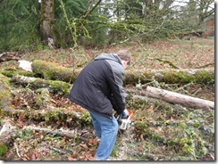 woodcutting at Woods 04