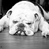 Awsome English Bulldog