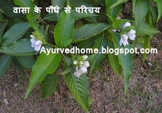 Vasa Paudha in Hindi,  वासा का पौधा , Introduction to Vasa Plant