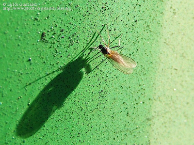 http://www.biodiversidadvirtual.org/insectarium/Sciaridae-img536416.html