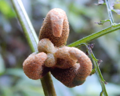 稀子蕨的不定芽