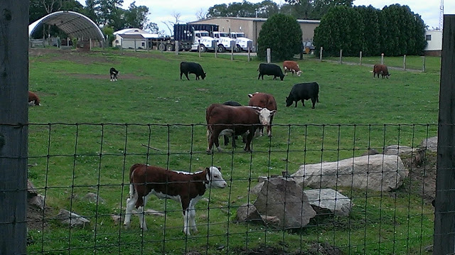 cows