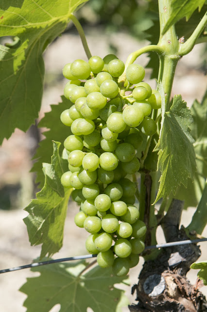 Cantine Marchesi Mazzei-Vigne