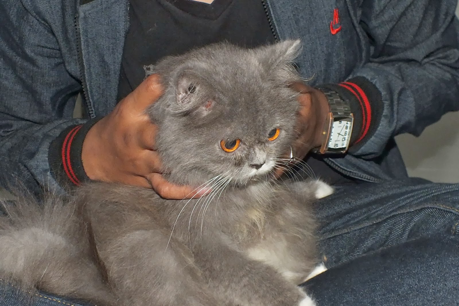 Jual Beli Kucing  Persia  Area Solo WELCOME