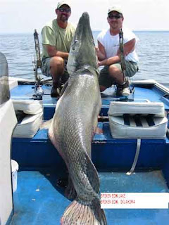 Huge Alligator Gar