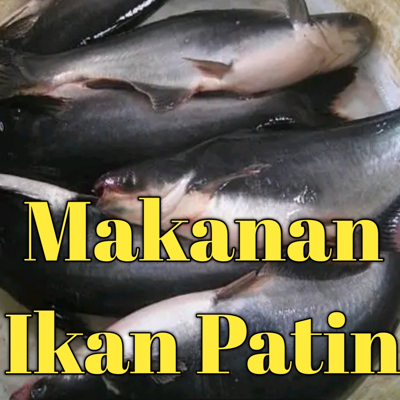 makanan ikan patin kolam