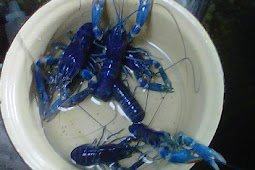 Produk  Lobster yang  kami jual