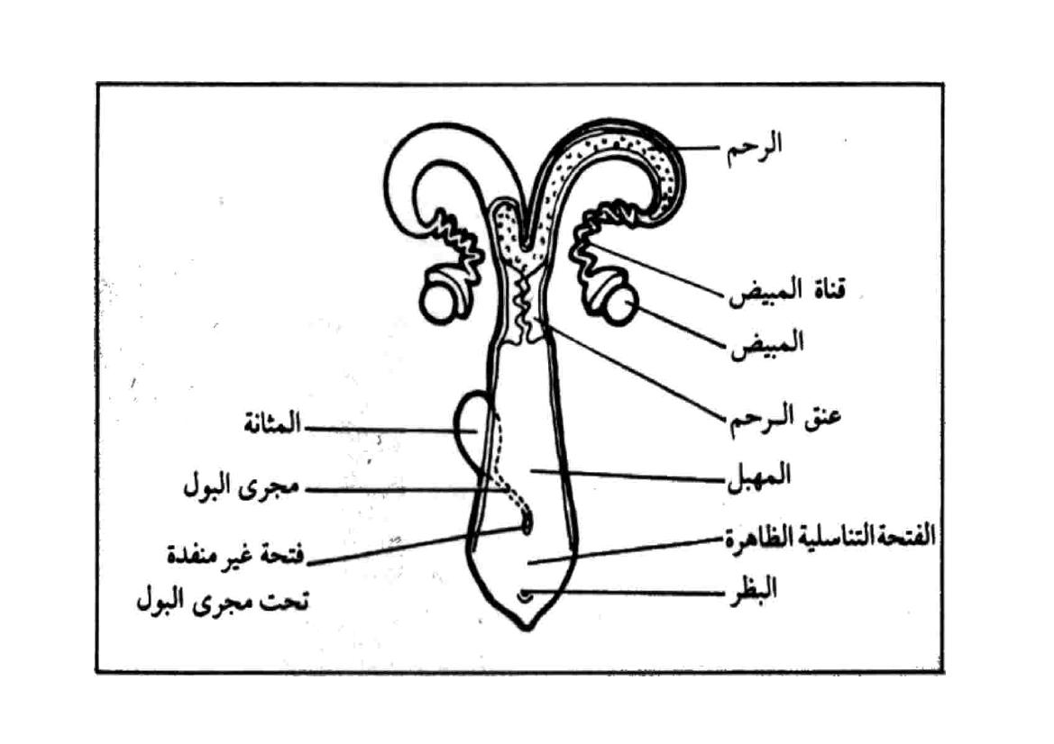 عنق الرحم