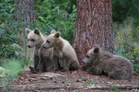 Ficha de Especie: El Bosque de Lenga (Nothofagus pumilio  - imagenes de animales que viven en el bosque