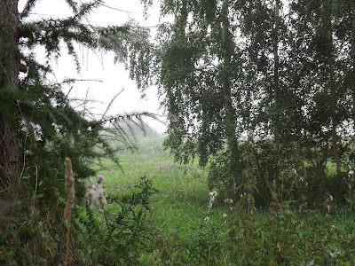 Mgła mglisty poranek las łąka łąki spacer z synem Panorama LeSage Darłowo Las pajęczyny rosa romantycznie kwiaty