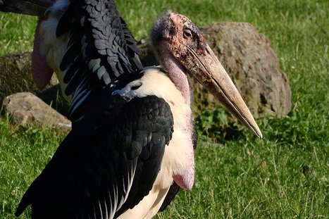 Marabou Stork have this weird look, being among the weirdest animals in the world because of their face that appears like they are bleeding.