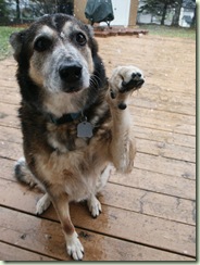sadDog