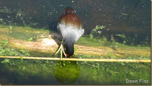 moorhen (12)