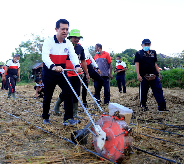   Dorong Percepatan Pertanian Organik, Bupati Suwirta Tanam Kedelai dengan Pupuk Olahan TOSS