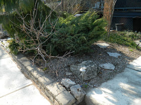 A Toronto Gardening Company Parkdale Spring Backyard Garden Cleanup After by Paul Jung Gardening Services