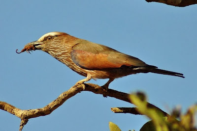 Carraca corona parda Coracias naevius