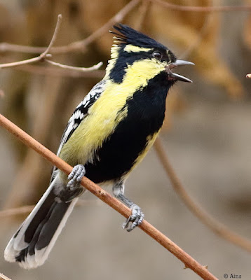 Indian Yellow Tit - resident