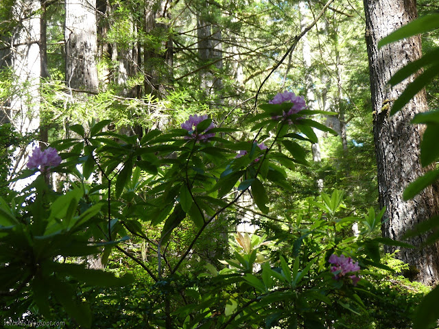 sprays of pink up high