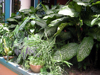 Dieffenbachia, La Ceiba, Honduras