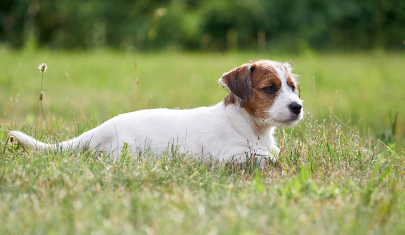 What Are The 5 Golden Rules Of Dog Training?
