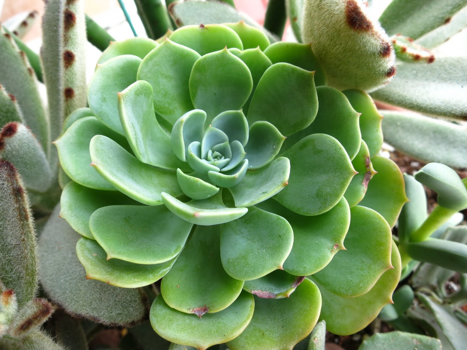 Succulents Lover 阿多肉 成功渡夏有幾株