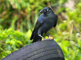 blue-eyed crow, discarded tire