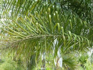 Dypsis madagascariensis - Palmier plume de Madagascar