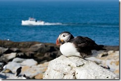 bayoffundy.ca-SEABIRDS 40 Good reasons to protect the Bay of Fundy.pdf - Adobe Acrobat Professio