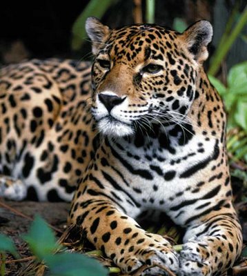 Jaguar on Jaguar De Chiapas Animal