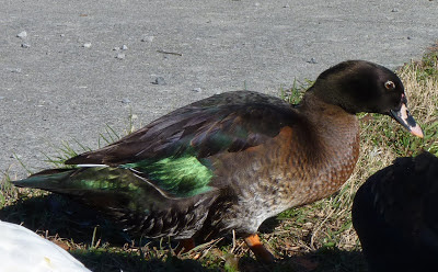 manky mallard green wing shining