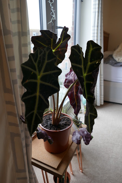 Best Plants To Get Your Studio, alocasia polly decor, alocasia polly home decor, holmbush flowers review, holmbush flowers etsy, holmbush flowers shop