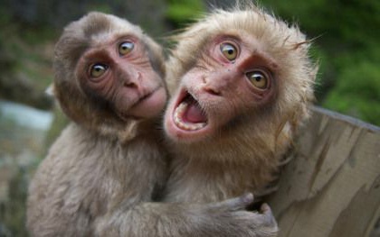  Gambar  Monyet Lengkap dan Lucu Kumpulan Gambar 